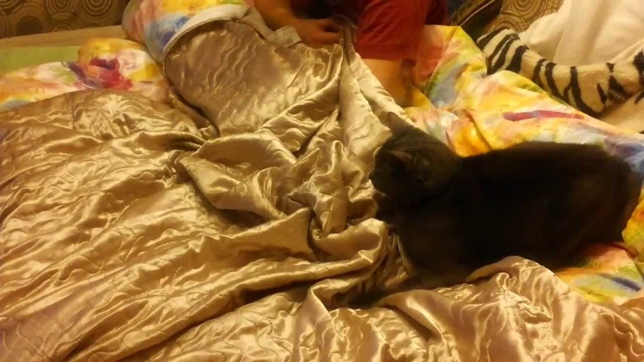 Labas rytas, miau…